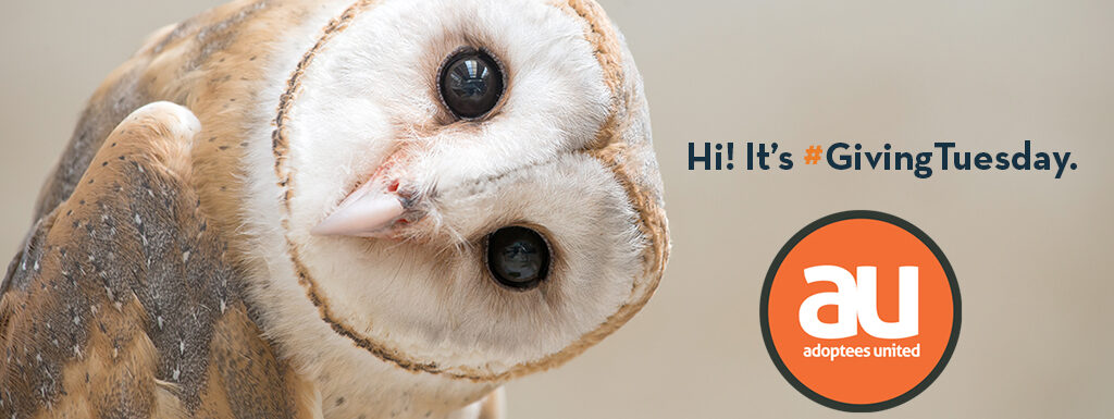 Owl with sideways head looking bemused. The words Hi! It's #GivingTuesday appear to the right