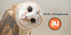 Owl with sideways head looking bemused. The words Hi! It's #GivingTuesday appear to the right